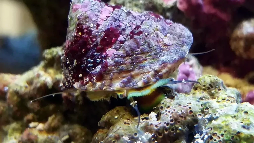 Descubre las características y hábitat del caracol turbo el molusco más rápido del mundo