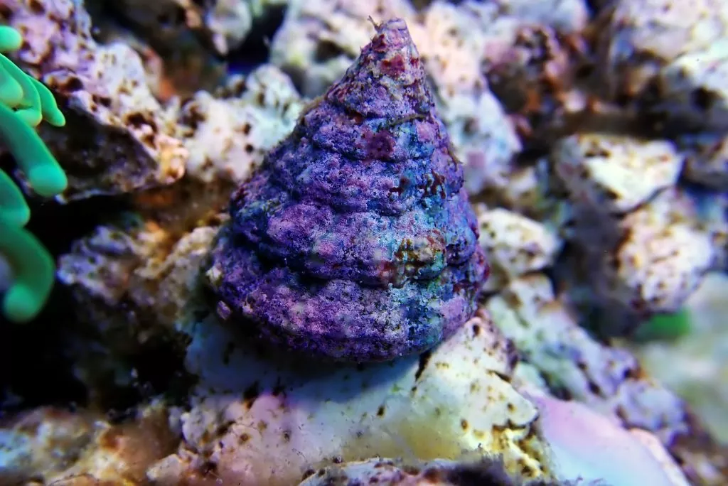 Descubre las características y hábitat del caracol turbo el molusco más rápido del mundo
