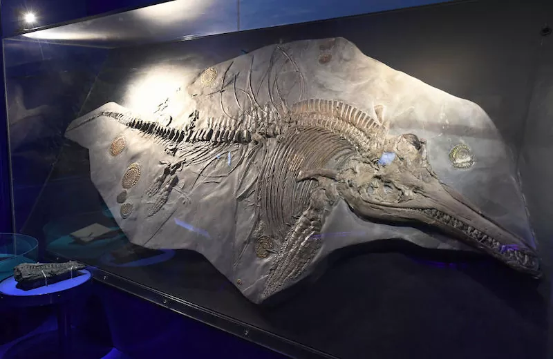 Descubre los fascinantes secretos del ictiosaurio