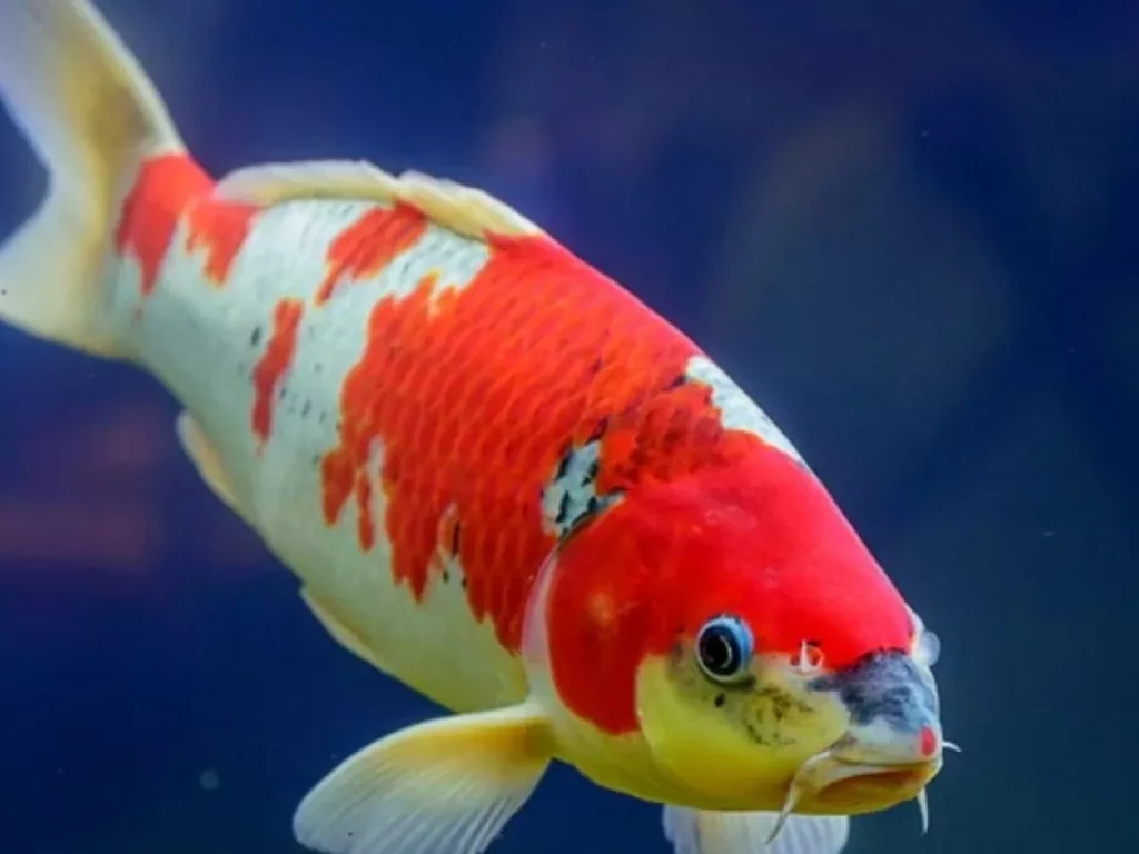 Descubre todo sobre el pez koi y cómo cuidarlo en tu acuario