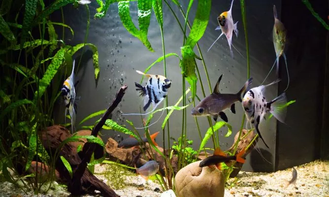 Descubriendo la acuariofilia Todo lo que necesitas saber sobre el fascinante mundo de los acuarios