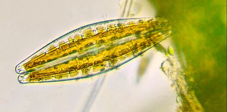 Diatomea el alga unicelular con sorprendentes propiedades