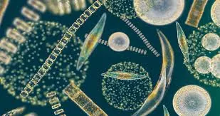 Diatomea el alga unicelular con sorprendentes propiedades