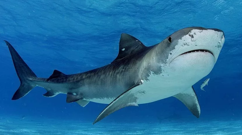 Diente de perro todo lo que necesitas saber sobre el tiburón de agua salada