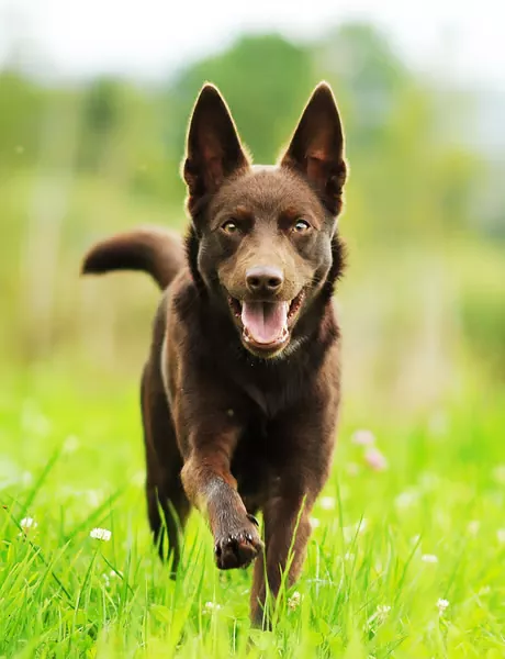 El Kelpie Australiano una raza de perro inteligente y leal