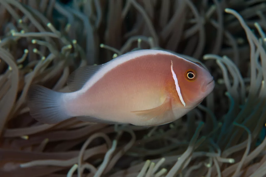El maravilloso mundo de los peces payaso rosados