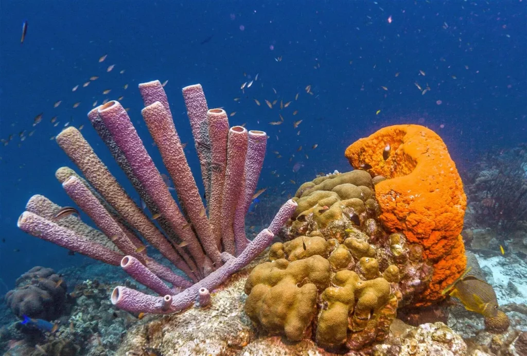 Esponja de mar un animal filtrador que habita en todo el mundo