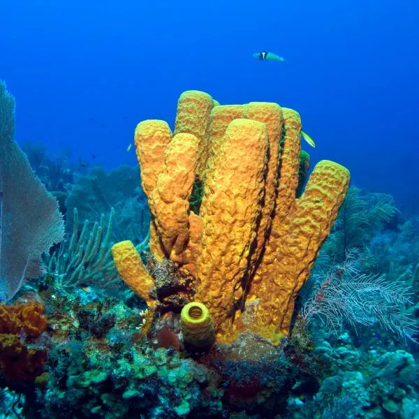 Esponja de mar un animal filtrador que habita en todo el mundo