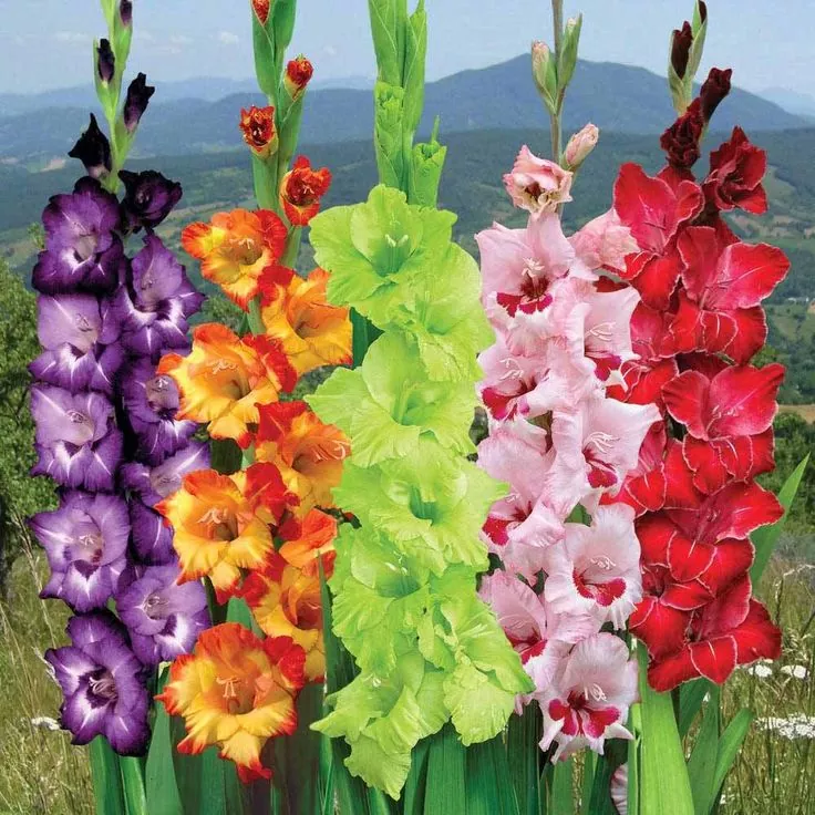 Gladiolas Todo lo que necesitas saber sobre esta hermosa flor