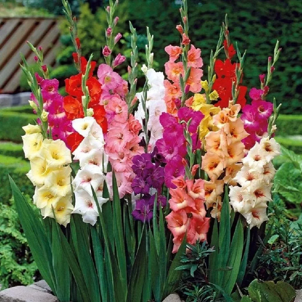 Gladiolas Todo lo que necesitas saber sobre esta hermosa flor