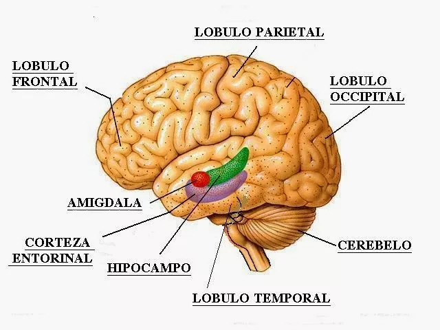 Hipocampo Funciones estructura y trastornos asociados