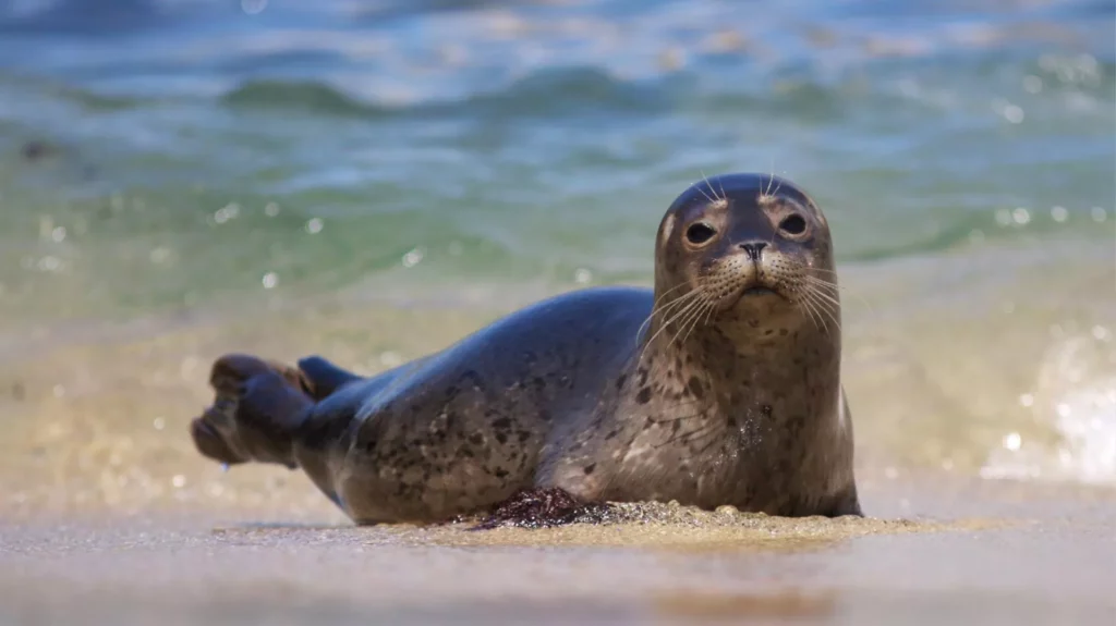 La foca características hábitat y conservación