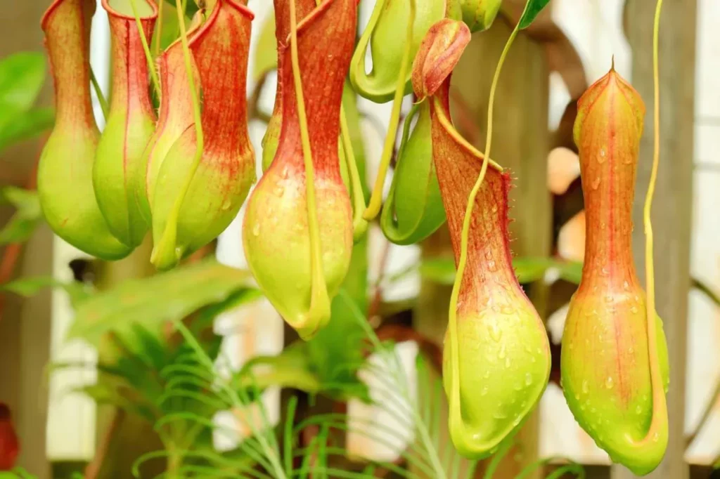 La planta de jarra una guía completa para cultivar y cuidar Sarracenia