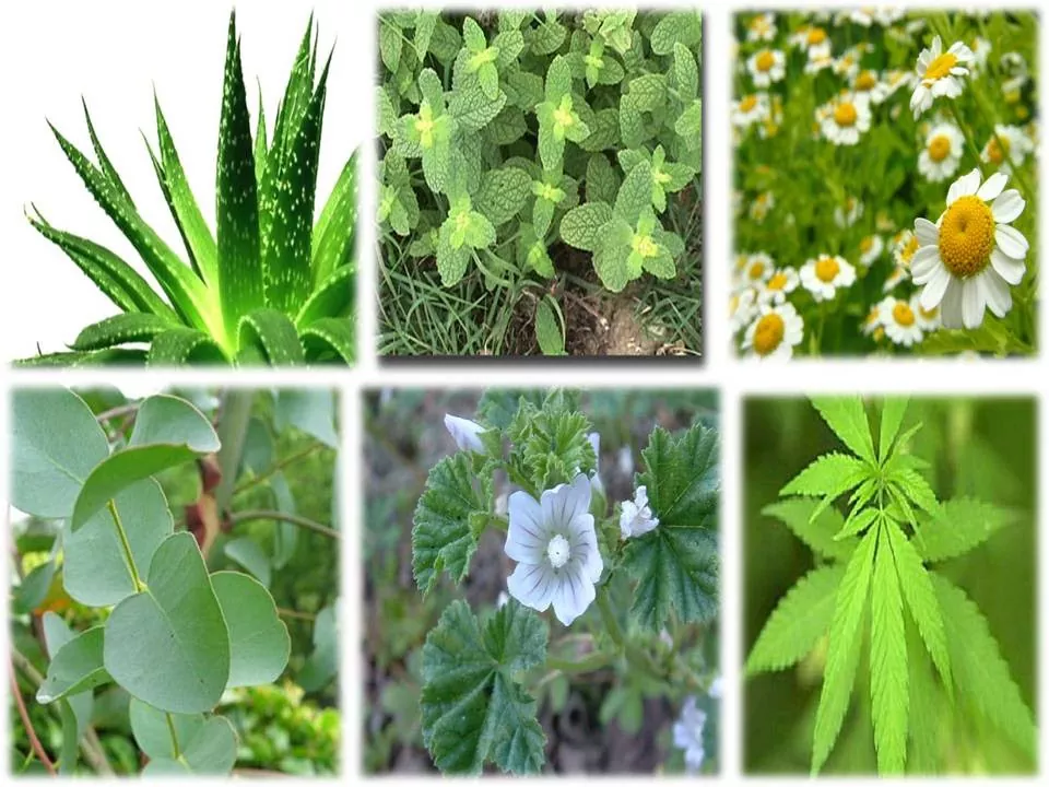 Plantas curativas ancestrales descubre sus beneficios para la salud