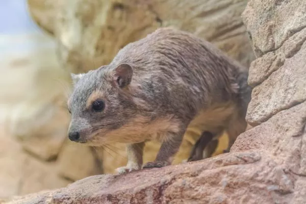 Todo lo que debes saber sobre el Damán el roedor más curioso