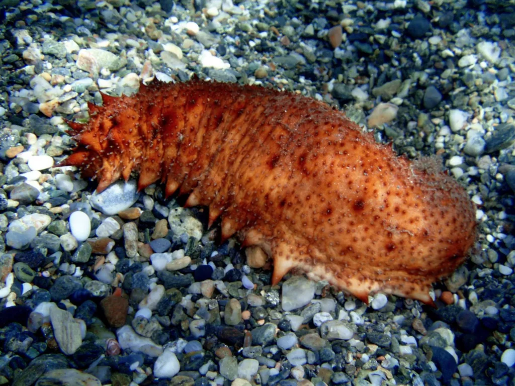 Todo lo que debes saber sobre el pepino de mar propiedades beneficios y curiosidades