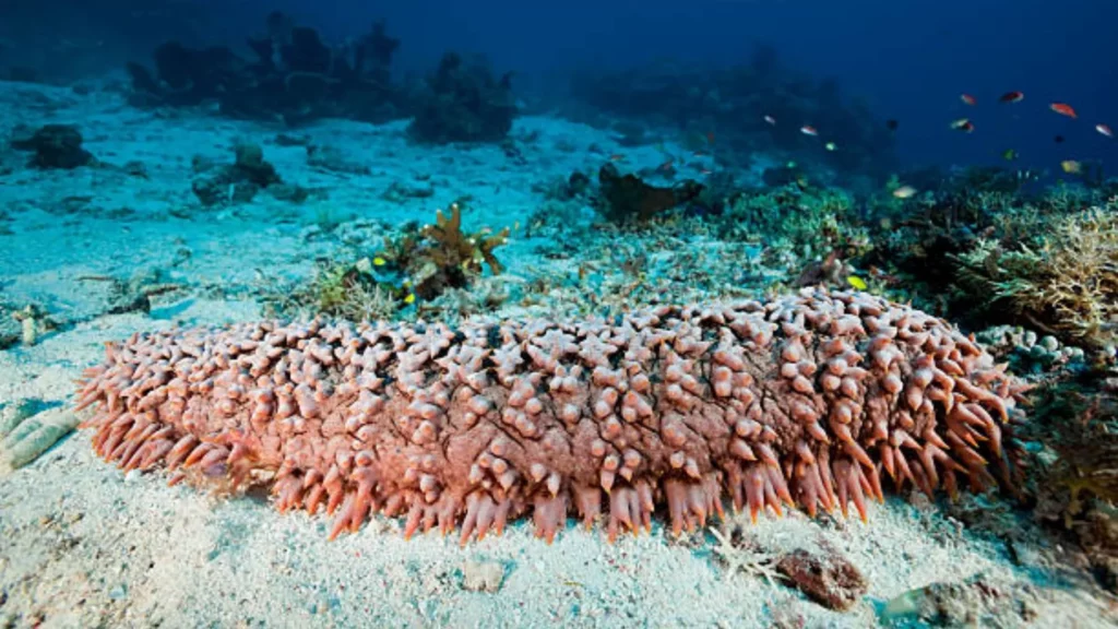 Todo lo que debes saber sobre el pepino de mar propiedades beneficios y curiosidades