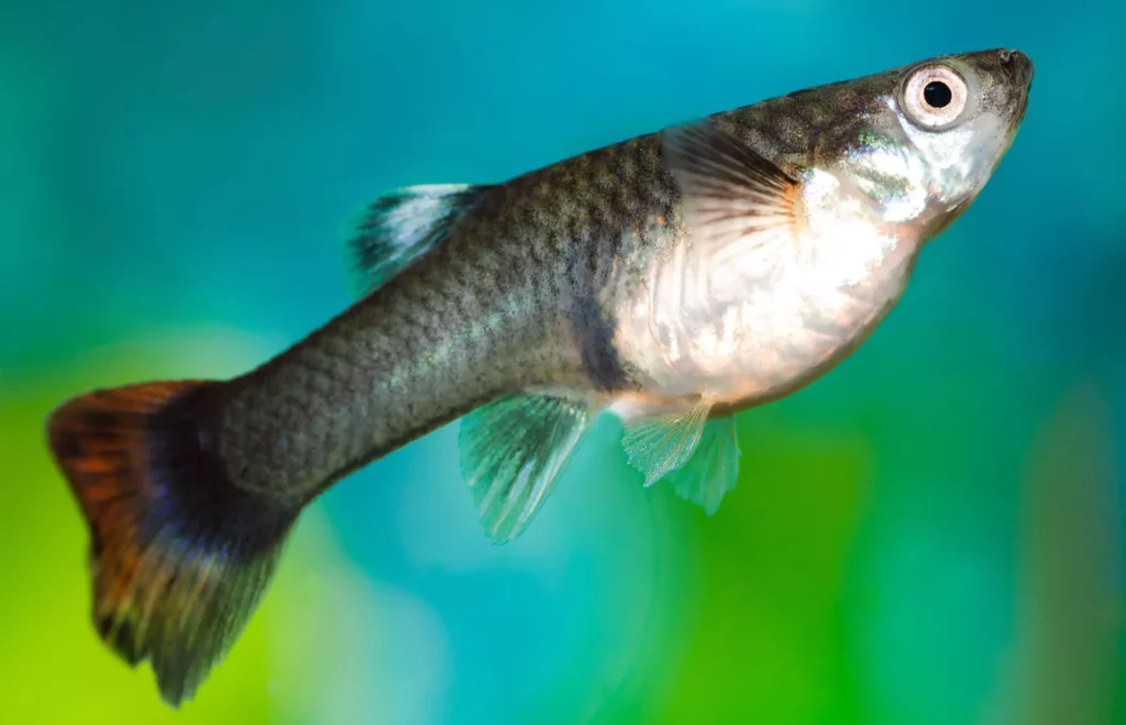 Todo lo que necesitas saber sobre cómo cuidar un pez gupy en tu acuario comunitario