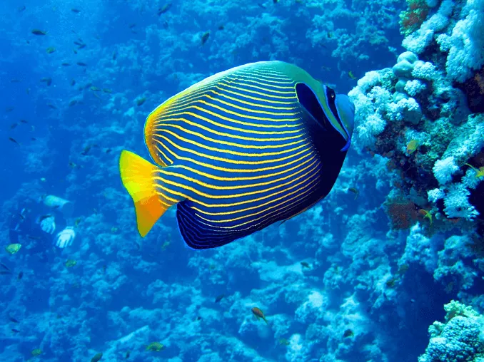 Todo lo que necesitas saber sobre el emperador el pez de agua salada de los arrecifes de coral
