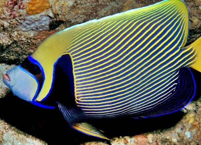 Todo lo que necesitas saber sobre el emperador el pez de agua salada de los arrecifes de coral