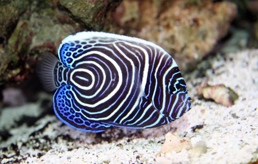 Todo lo que necesitas saber sobre el emperador el pez de agua salada de los arrecifes de coral