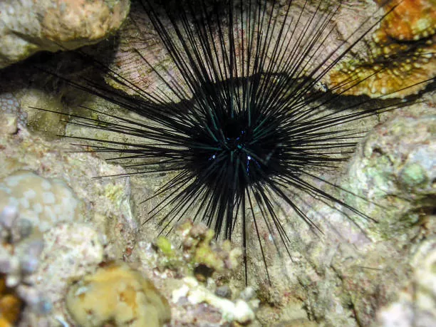 Todo lo que necesitas saber sobre la Diadema de mar un erizo de mar espinoso