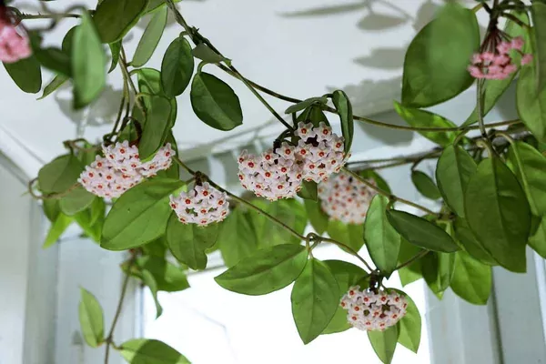 Todo lo que necesitas saber sobre la Hoya Carnosa cuidados propagación y más
