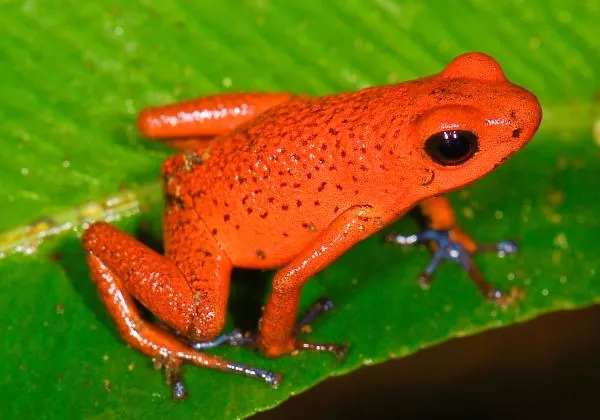 Todo lo que necesitas saber sobre las dendrobates las ranas venenosas más coloridas
