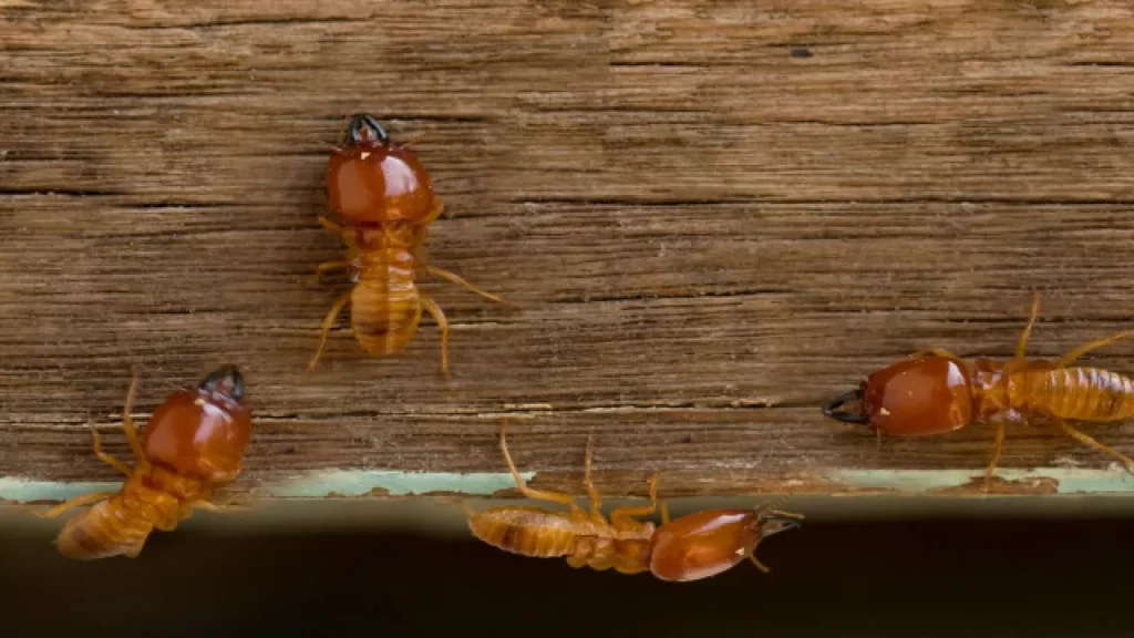 ¿Qué hacen las termitas Descubre los secretos de estos insectos destructores