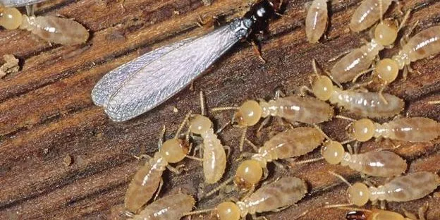 ¿Qué hacen las termitas Descubre los secretos de estos insectos destructores