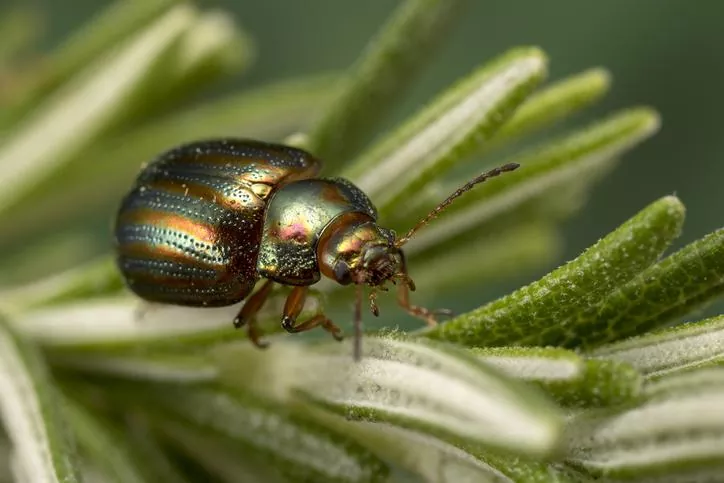 ¿Qué hacen los escarabajos a los humanos Descubre curiosidades sobre estos fascinantes insectos