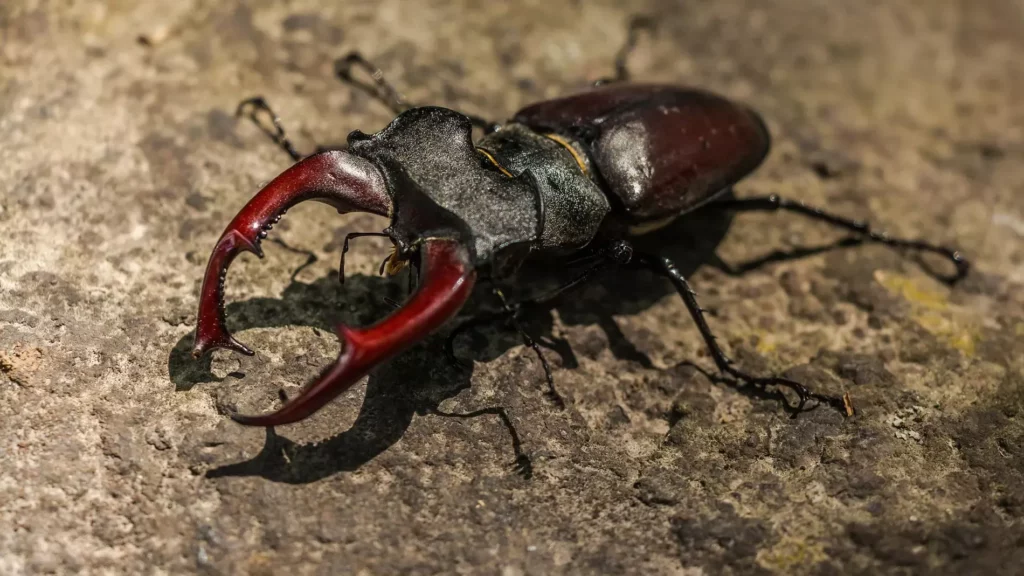 ¿Qué hacen los escarabajos a los humanos Descubre curiosidades sobre estos fascinantes insectos