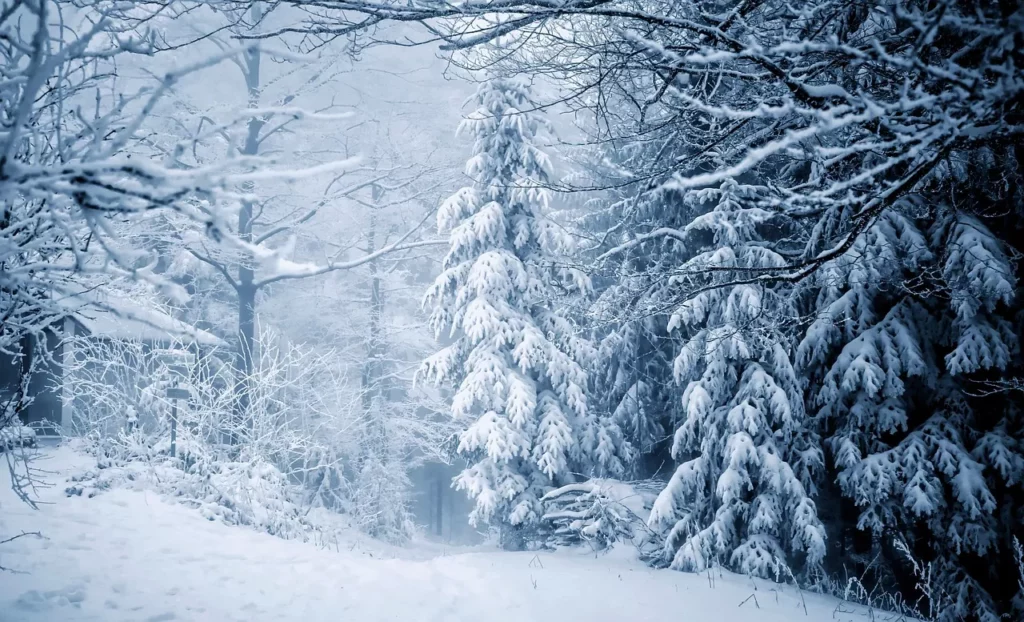 Acampar en el bosque en invierno Consejos y recomendaciones